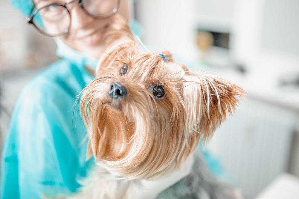 4 ways to improve a dog’s coat health